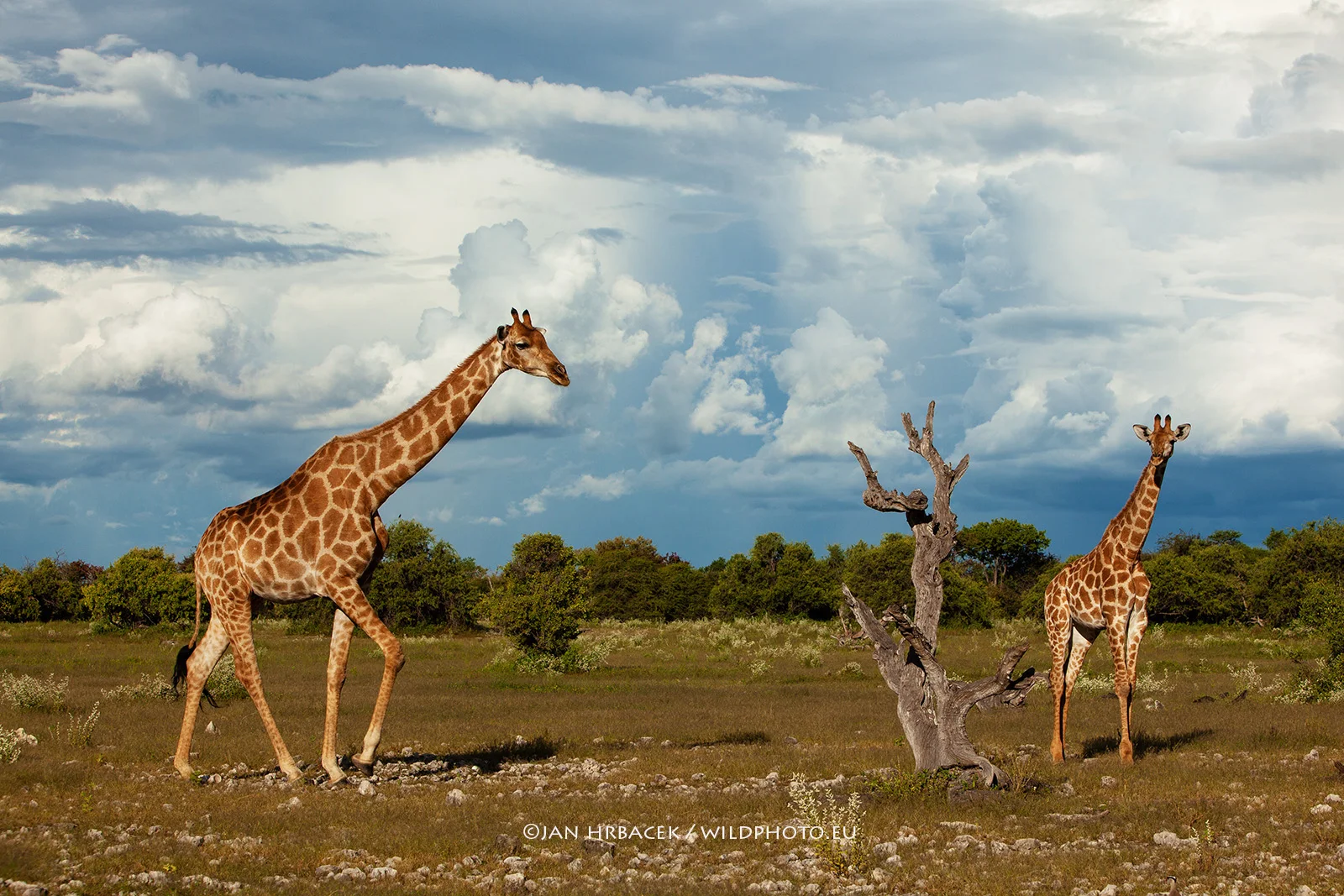 Etosha NP, Namibie